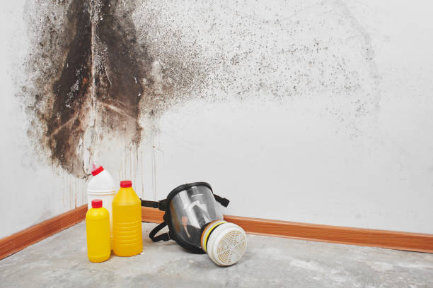 Best Affordable Mold Removal  in Chester, VA
