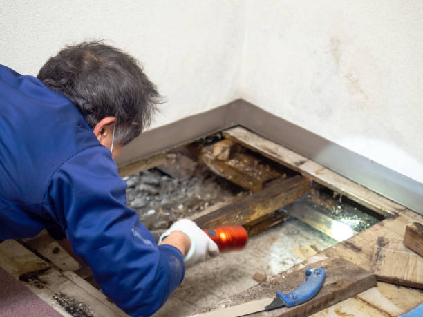 Best Mold Removal Near Me  in Chester, VA
