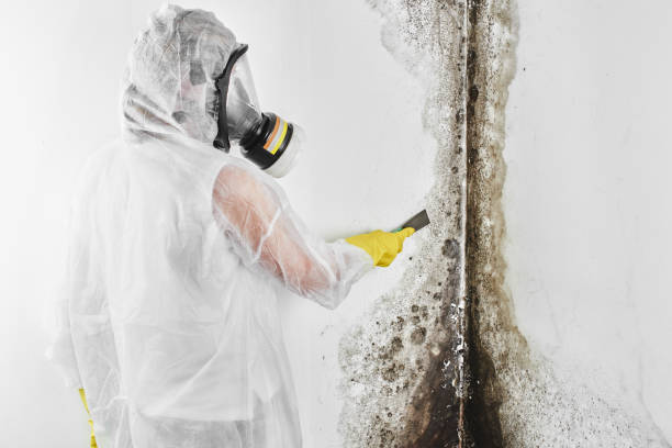 Best Residential Mold Removal  in Chester, VA
