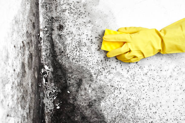 Best Black Mold Removal  in Chester, VA