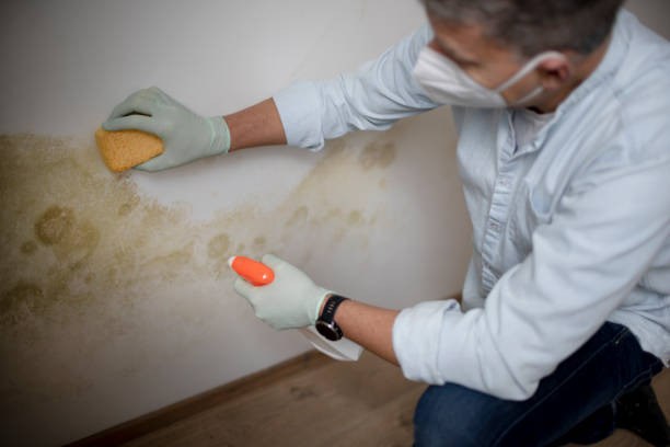Best Residential Mold Removal  in Chester, VA