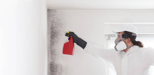Office Mold Removal Services in Chester, VA