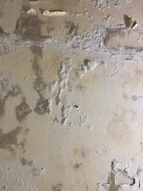 Best Emergency Mold Removal  in Chester, VA