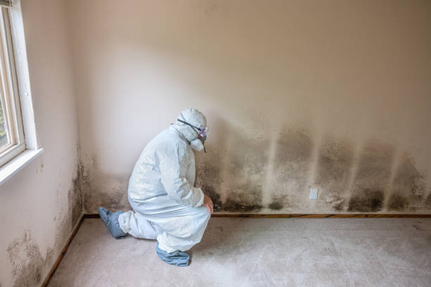 Best Mold Damage Repair  in Chester, VA